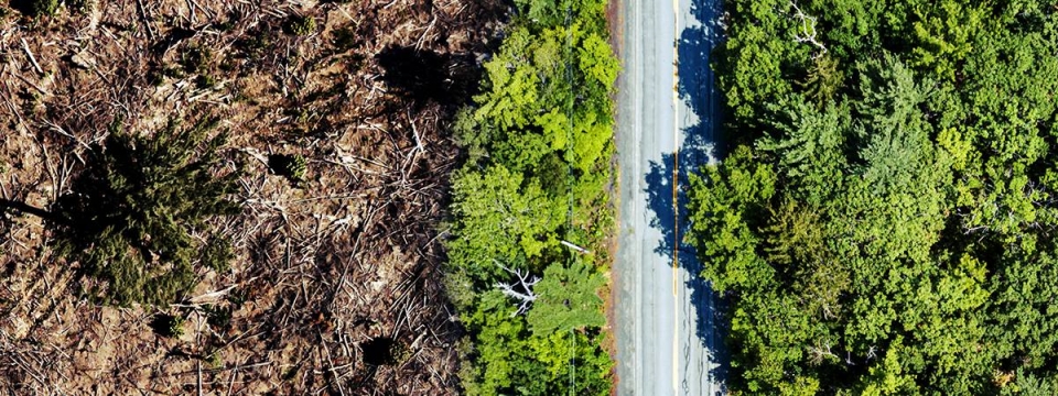 Please join JLA in helping protect Ontario's forests!
